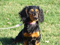 a black and tan dachshund sitting in the grass