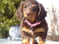 a small brown and black dachshund puppy wearing a pink collar