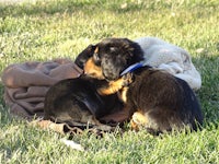 two black and tan dachshund puppies laying in the grass