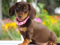 a brown and black dachshund with a pink collar