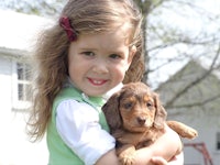 a little girl holding a brown and white dachshund puppy