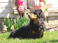 a black and tan dachshund sitting on a leash in front of a house