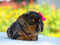 a small dachshund puppy with a pink bow