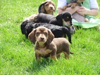 dachshund puppies for sale