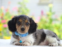 dachshund puppy with a blue collar laying on a blanket