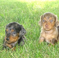 two dachshund puppies laying in the grass