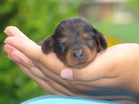 a small black and brown puppy in a person's hand