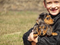 two dachshund puppies in a boy's arms