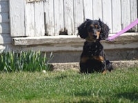 a black and tan dachshund sitting on a purple leash