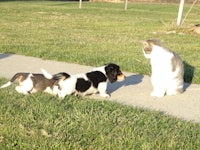 a cat is standing on a sidewalk next to a group of puppies