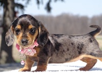 a small dachshund puppy with a pink collar