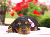 a black and tan puppy laying on a pink blanket