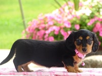 a black and tan dachshund puppy standing on a pink blanket