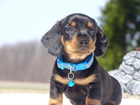 a black and tan dachshund puppy sitting on the ground