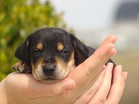 a small black and tan puppy in a person's hand