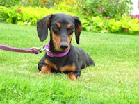 a black and tan dachshund laying in the grass