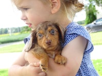 a little girl holding a small brown and white dachshund puppy