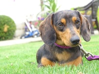 a dachshund laying in the grass with a purple leash