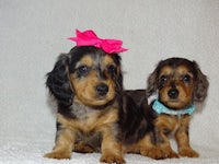 two dachshund puppies with pink bows on their heads