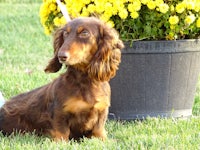 a brown and black dachshund sitting in the grass