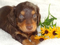 a dachshund puppy laying on a blanket with flowers